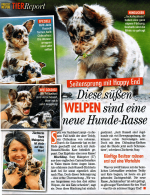 Jackahuahua - Idiotie in Reinkultur!
